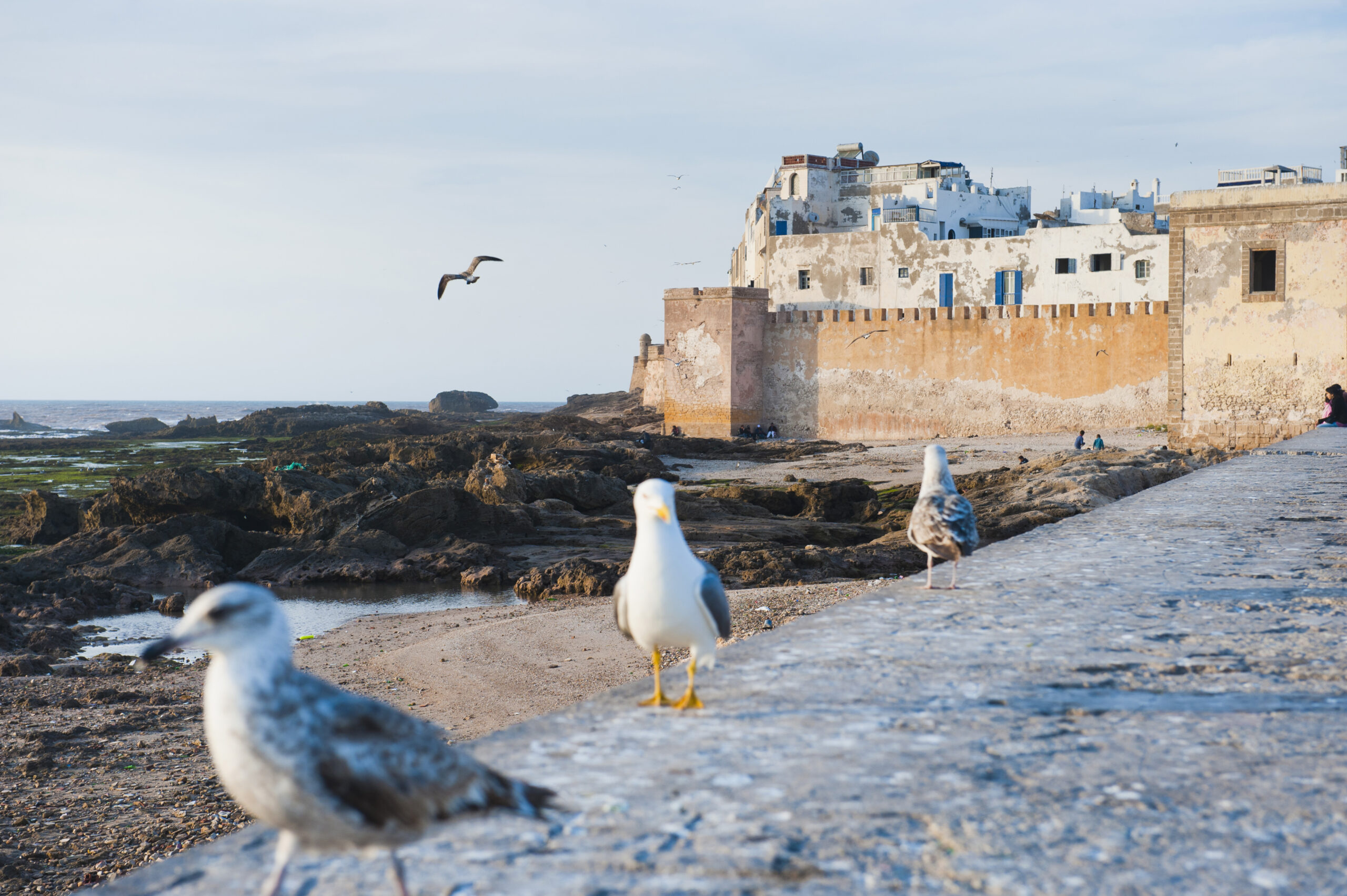 Essaouira, seagulls on the seafront, Morocco, North Africa, Africa