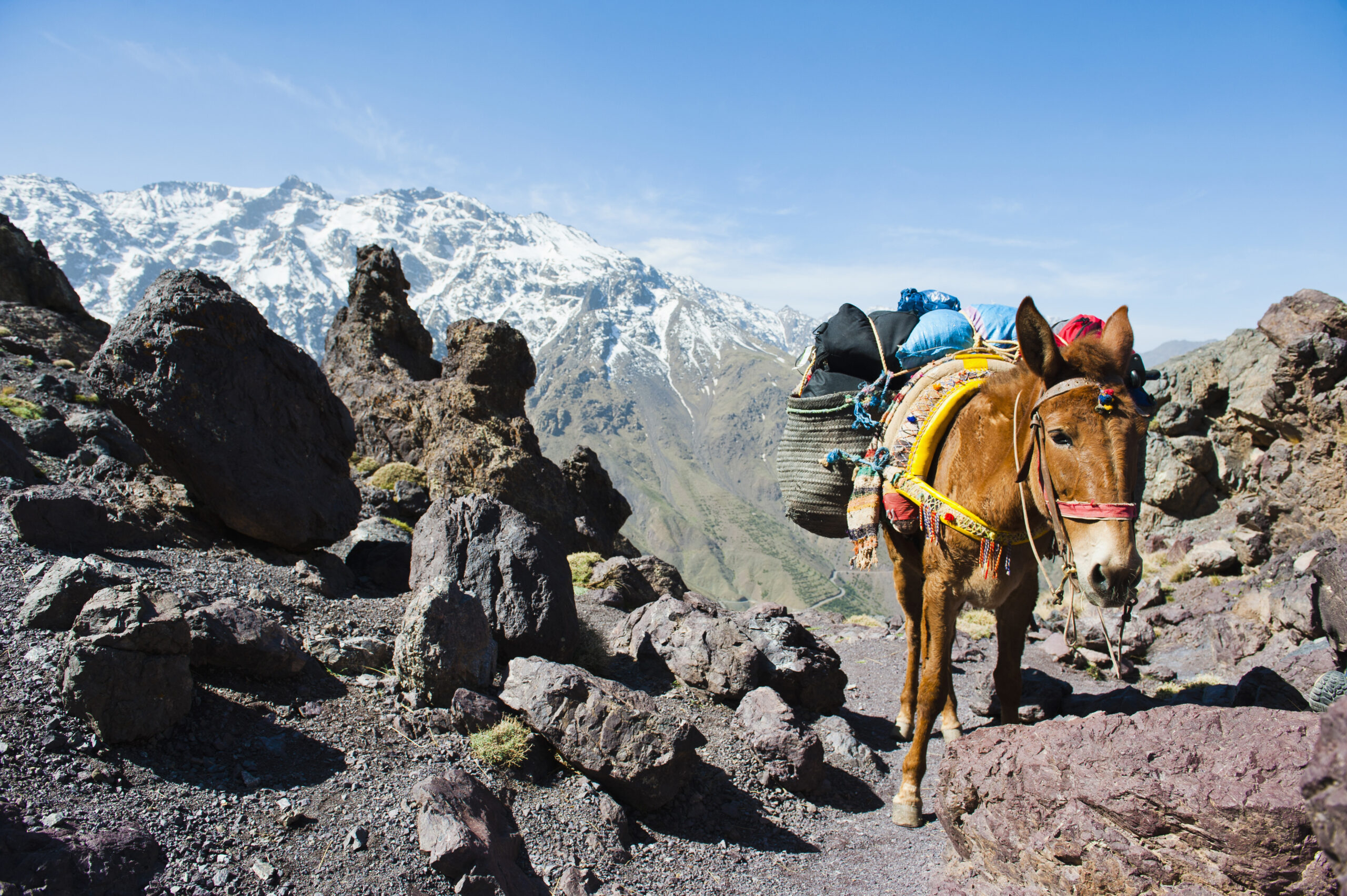 Mule on the walk between Oukaimeden and Tacheddirt, High Atlas Mountains, Morocco, North Africa, Afr